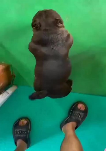 #Exoticbully #exoticpets #bulliesoftikitok