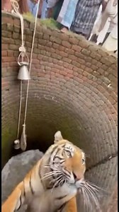 1.2M views · 2.5K reactions | Bucket Chain Jerk — Tiger Thrash Causes Pull-In!  Villagers pass buckets down when the tiger thrashes hard. The sudden jerk pulls the bucket chain and drags multiple people into the well. #bucketfail #tigerpanic #wellchaos #shorts | Kiran Wakade | Facebook