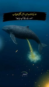 #whale #poo #sea #urdu #hindi | Meri Wadi