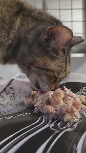 3.2K views · 37 reactions | Our rescue kitties are very low on canned...