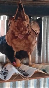 Biwi 💣 bomb fodd ke chali gyi 🙄😨 | Shwetanitingupta comedians