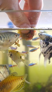 💥Hand-Feeding Angelfish, Gouramis, Neon Tetras, and Pristella Tetras 🐠 #handfeedingfish #angelfish #gouramis #neontetras #pristellatetras #aquariumfish #feedingfishbyhand #aquariumhobby #fishcare #tropicalfish #freshwaterfish #petfish #aquariumpets #fishtank #fishlovers #aquariumlife #handfeedaquariumfish #fishinteraction #aquariummaintenance #exoticfish | Brainy Aqua