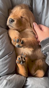 Sweeeet 🩷 | Golden retriever