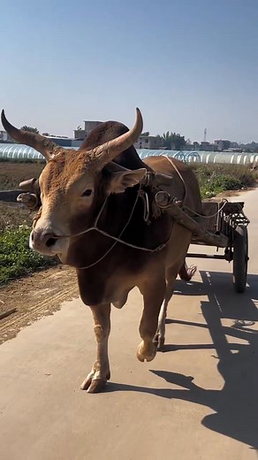 A trained cow can walk alone #viralreelschallenge #viralreelsシ #fbreelsfypシ゚viralfbreelsfypシ゚viral #foryoupageシ #viralreelsfacebook | Agro Talk BD