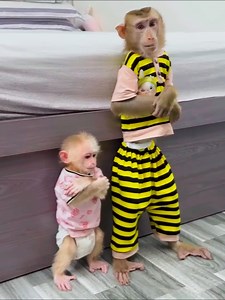 91K views · 3.4K reactions | Monkey Kaka and Monkey Mit Apologize for Misbehaving with Slipper #FamilyKaka #Kaka #MonkeyKaka | Kaka Page | Facebook