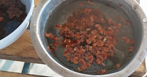 เพาะพยุงดำแอฟริกา Dalbergia melanoxylon ​ กับ พยุง มาดากัสการ์​ Dalbergia​ baronii รอบนี้เมล็ดค่อนข้างดี ขอให้งอกเยอะๆๆ #Forest2Create #AfricanBlackwood #Madagascarrosewood | Hiso Farm By Forest2Create