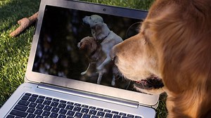 Is Incognito Enough? 6 Ways to Protect Your Privacy When Watching Porn Online