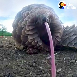 🤯🤯🤯 | The Dodo