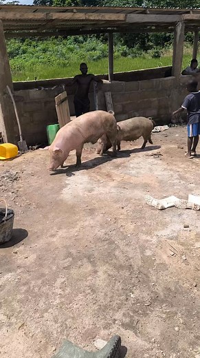 Notre mal reproducteur en plein air #elevage #alimentationsaine #pigs #porc | chefagriculture