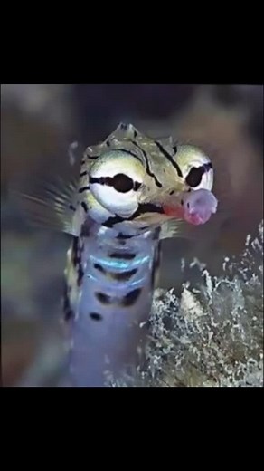 The pipefish from the sea horse and the sea dragon family. So excited to see one of these guys. #pipefish #seahorse #seadragon #stcroix #usvi #snorkeling | Audra Lynn Fasano