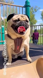 Cant wait for summer again! #pug #Slide #puglife #pugsnotdrugs | Winston The Pug