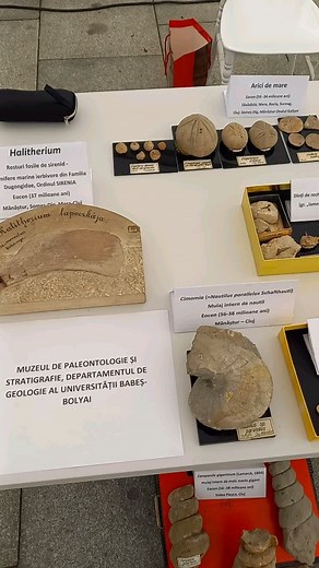 Fosilele Clujului | Muzeul de Paleontologie-Stratigrafie UBB, Cluj-Napoca