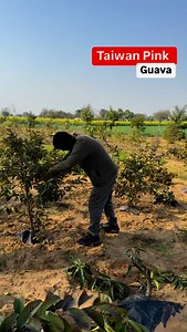 Taiwan Pink Guava Pruning #Farming | Haryana Gaurav