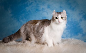 American Curl (American Curl): Beschreibung der Katzenrasse, Sorten, Fütterung, Pflege und Wartung