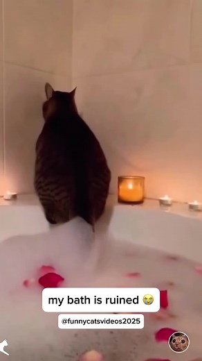 Understanding Cat Poop and Pee Behaviors