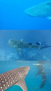 🌊 Dive into the adventure of a lifetime! 🐋✨ Join us in Riviera Maya to encounter the awe-inspiring Whale Shark, the largest fish in existence. Your journey begins with a dedicated guide picking you up from your property and escorting you to a private marina in Cancun. Enjoy a delightful light breakfast as the boats prepare for the thrilling adventure ahead. Sail away on a scenic hour-long ride through the Mexican Caribbean to the Whale Shark gathering spot. Swim alongside these magnificent 10-