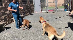 Friends of Moreno Valley Shelter Animals on Reels