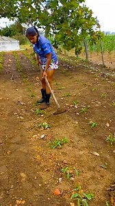 Limpando meu milho | LUCIA SILVA