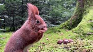 Vidéo au ralenti d'un écureuil ramassant : vidéo de stock (100 % libre de droit) 3662501745 | Shutterstock