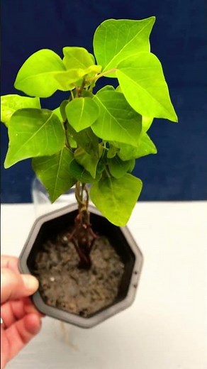 Hydroponic Chinese tallow tree.