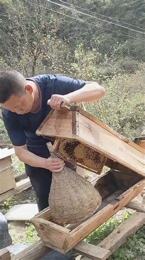 Process of loading bees into wood beehives