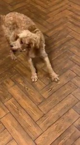 Smiley one of our last puppy mill dogs. She is still shy but starting to come out of her shell. 2-5 year old Cock a poo . Spayed heartworm negative, rabies , bordatella, dhpp, fecal | Florida Pointer Rescue