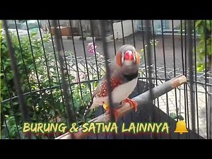 beautiful zebra finch chirping very sweet