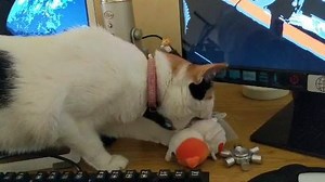 Who Kleptos the #KleptoCats... | KleptoCats