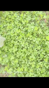Trifolium repens #botany #biology #biodiversity | The Flora of Makhai Valley Dir Lower KP Pakistan