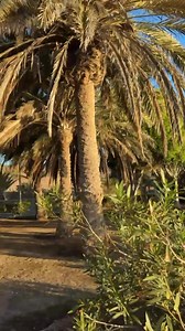 Playa de Bahía Feliz #sunrise #beaches #bahíafeliz #maspalomas #costacanarias #grancanaria #canarias #islascanarias #españa | MyCanaryIslands