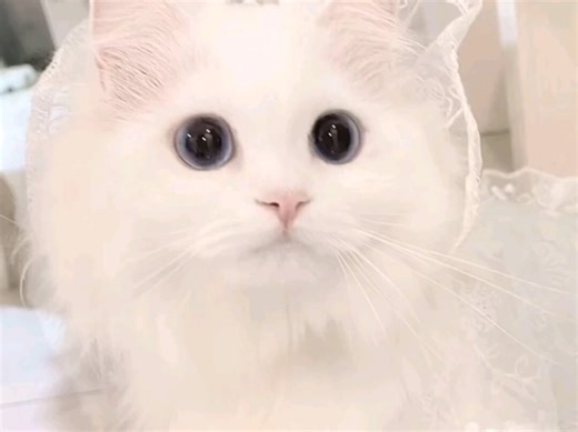 【何小姐6】第一支视频求三连！