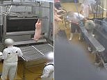 Shocking animal abuse filmed at abattoir certified 'organic'