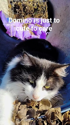 Domino kitty is too cute to care even for a 120 pound #akbash #bitchimcute #cats #kittyqueen #Queen #bitch #dominotuxidokitty #catsrule | Ally Muntean