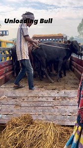 Unloading bulls _ হযরতপুর হাট _ | ZinZira bazar Gorur HaAt