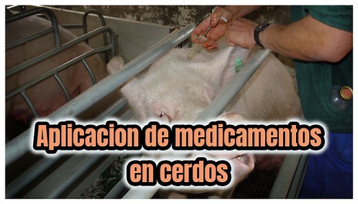 Aplicación de medicamentos en cerdos - La Porcicultura.com