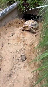 The dig and they dig fast. 🐢😱 | Garden State Tortoise