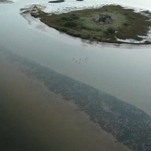 4.1K views · 582 reactions | Pelicans from above ❤❤❤ | First Light InSite | Facebook