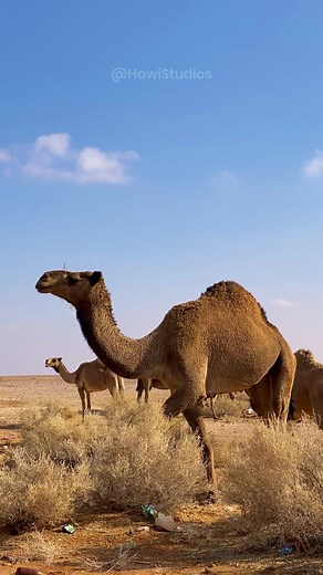 5.2K views · 202 reactions | Group of Camels Enjoying in Desert #nature #camel #desert #walk #hot | Video ID: HA66079 | HAWI Studios | Facebook