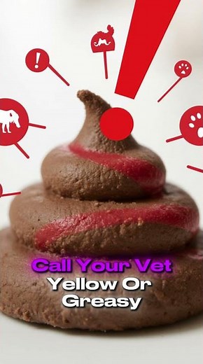 “What Your Dog’s Poop Really Means 🐶💩 | Dog Health Tips Every Owner Should Know!”