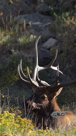 9.4K views · 378 reactions | A good looking, mature bull elk gets up to check on his ladies. If you want to experience the elk rut up close just book an Elk Rut Tour and we’ll show you this amazing experience in person! www.GoodBullGuided.com | Good Bull Guided | Facebook
