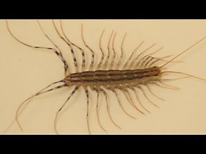House centipede running away after cleaning legs one by one