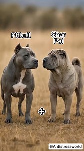 Pitbull Shar Pei | Ferdraw