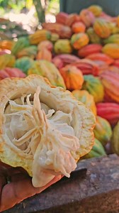 21K views · 634 reactions | Cacao clone sa Farm ko, Pod breaking for fermentation #chocolate #farming #TopFans #fyp #cacoa #TopFans | CACAO tutorial ni JM | Facebook