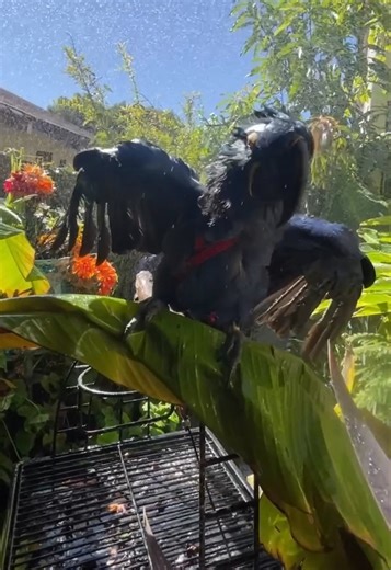 Hyacinth Macaw DANCING under the shower in tropical garden | Carolin von Petzholdt