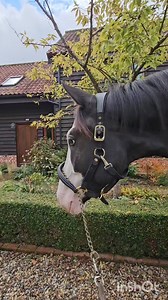 1.9K views · 24 reactions | Enjoying the last bit of Autumn, all the boys are turned out overnight while the weather holds, from semi retired grand prix horses, to licensed stallions.. | Darling Dressage | Facebook