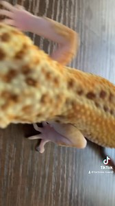 One of our beautiful leopard geckos up for grabs #exoticpet #cute #wildlife #pets #reptilesofinstagram #animals #reptiles #babies #nature #breeder #reptile #leopard #leopardgecko #leopard #gecko #leopardgeckosofinstagram #leopardgeckobreeder #leopardgeckomorph #gecko #geckobreeder #geckolife #geckoaddict | Tortoise Town | Facebook