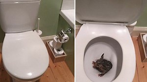 Wildlife rescuer saves baby possum trapped in a toilet bowl