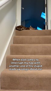 407K views · 501 reactions | This is for all of the 3AM wake ups!!! 藍 #cats #catdad #catsofinstagram | Mickey & Mort | Facebook