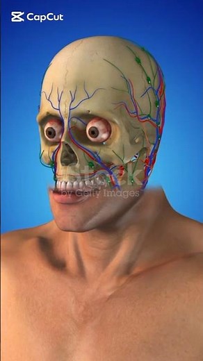 Human Nervous System | Anatomy & Function Explained | Short Video