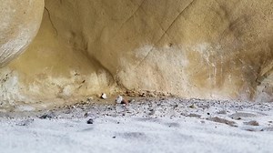 46K views · 859 reactions | This is mesmerizing to watch — a little condor chick hatching from its egg and being welcomed by its rather large condor mother in their cliff den. Footage by USFWS | Center for Biological Diversity | Facebook